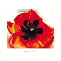 Poppy Poster - 20x24"
