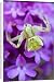 Canvas Prints of Crab spider - Thomisus onustus from ClownFish Photo