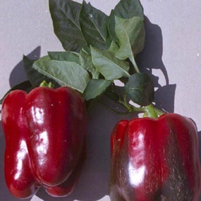 Saftige, süße Paprika - Chinese Giant - 10 Samen