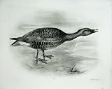 1906 The Bean-Goose Anser Segetum Adult Bird Plate