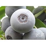 ブルーベリー 苗木 ティフブルー 苗 2年生 挿し木苗 【 ラビットアイ系 】