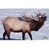 Martin Paper Target Elk