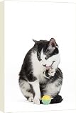 Canvas Prints of Cat - Black a White domestic Cat - sitting down with ball from Ardea Wildlife Pets