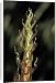 Canvas Prints of PPG-1602 Bamboo - head of shoot from Ardea Wildlife Pets