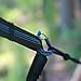 Hammock Straps by Youphoria Outdoors - 2 Straps - 12 Point Daisy Chain Design with Easy Loop + Pull Setup! Holds up to 400 lbs (200 lbs each) - Quality and Strength Tested! 100% Satisfaction Guarantee