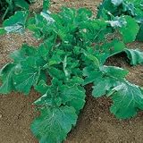 Broccoli Seeds - Organic Broccoli Raab