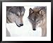 Gray Wolf in Foothills of the Takshanuk Mountains, Alaska, USA Framed Art Poster Print by Steve Kazlowski, 31x25