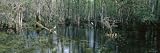 Water in the Dense Tropical Forest, Big Cypress National Preserve, Florida, USA Photographic Poster Print by Panoramic Images, 42x14