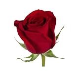 Roses - Red / 16+ Dozen - 50cm Stems Bulk
