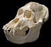 Sumatran Orangutan Skull