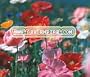 POPPY MIX Cascade Pocket --- 6,000 Flower Seeds