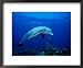 Bottlenose Dolphin, Underwater, Providenciales Framed Art Poster Print by Gerard Soury, 22x18
