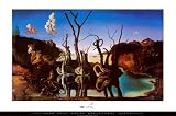 Swans Reflecting Elephants, c.1937 Poster Print by Salvador DalÃ, 36x24 Poster Print by Salvador DalÃ, 36x24