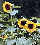 Paul Bunyan Hybrid Sunflower 30 Seeds