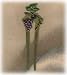 Byrd Designs - Grapevine Hair Pick