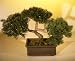 Bonsai Boy's Artificial Japanese Cedar Bonsai Tree