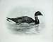 1906 The Brent Goose Bernicla Brenta Adult Bird Plate