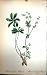 Flowers C1880 Colour Plate Flora Alpine Lady'S Mantle