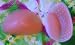 Silicone Breast Massage Enhancers Bra Inserts, Size B