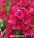 Sharon Wesley Bougainvillea Vine One Gallon by Monrovia Nursery