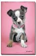 Keith Kimberlin (Puppy) Art Poster Print - 24x36