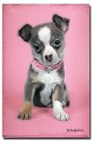 Keith Kimberlin (Puppy) Art Poster Print - 24