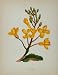 1902 Botanical Print Wild Sea Cabbage Brassica Oleracea - Original Print