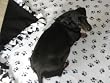Darling Black Paw Print Fleece Dog & Cat Blankets for Pet Beds & Gifts - Large (Approx. 32" X 25") "FREE" 32oz. Black Paw Print Treat Canister with $50.00 Website Product Order