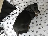 Darling Black Paw Print Fleece Dog & Cat Blankets for Pet Beds & Gifts - Large (Approx. 32" X 25") "FREE" Black Paw Print Treat Canister with $50.00 Website Product Order