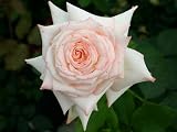 Eigenschaften Agel Rosen  / Edelrose 