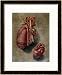 The Heart, Plate from Anatomy of the Visceras Framed Art Poster Print by Arnauld Eloi Gautier D'agoty, 27x33