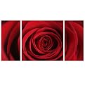 Set of 3 Printed Canvas - Rose Triptych