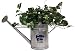 Kansas State Wildcats NCAA Watering Can