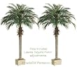 TWO 6' Phoenix Palm Trees in Rectangular Plastic Pots