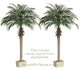 TWO 6 Phoenix Palm Trees in Rectangular Plastic Pots