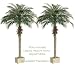 TWO 6' Phoenix Palm Trees in Rectangular Plastic Pots