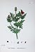 Common Pheasant'S-Eye Botany Plants C1902 Flowers