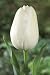 Unwins Bulbs - Tulip Bedding Maureen 12 prepacked bulb(s)