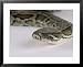 Burmese Python, Python Molurus Bivittatus Framed Art Poster Print by Les Stocker, 31x25