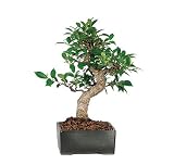 Golden Gate Ficus Bonsai Reviews 41GrFgV9bPL. SL160 Golden Gate Ficus Bonsai Reviews