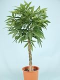 光触媒 観葉植物 パキラ 135cm