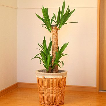 青年の木（ユッカ）7号鉢「ナチュラルバスケット」【送料無料】