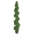 Spiral-Shaped Pond Cypress Plant in Plastic Pot - 5'