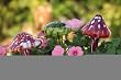 3 Assorted: Mushroom Waterbulbs