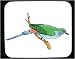 Decorated Mouse Pad with green, jay, bird