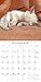 Cat Naps 2017 Wall Calendar