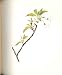 Perrin Ltd Ed 1914 Flowering Plant THE DWARF CHERRY