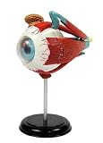 Elenco 3D DIY Eyeball Anatomy With CD