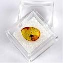 Amber Fossil Specimen Piece