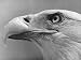 Daniel Mannix's Trained American Bald Eagle Posing For a Picture Photographic Poster Print by J. R. Eyerman, 16x12
